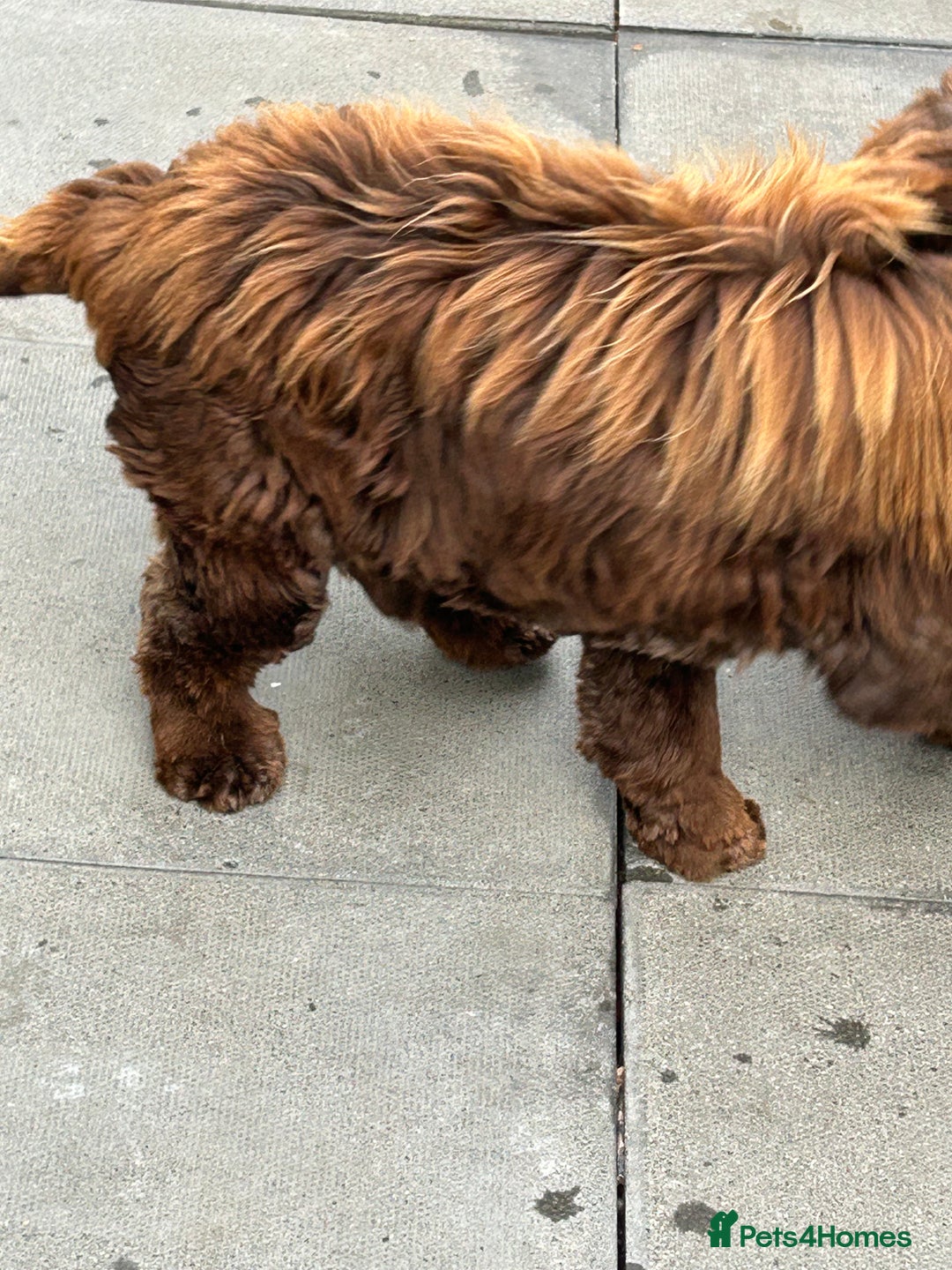 Cocker Spaniel dogs for sale: 🐾🐶 SHOW TYPE COCKER SPANIELS🐶🐾 - Image 4
