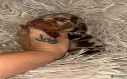 Miniature Dachshund dogs for sale: Kc true miniature dachshund  - Image 4