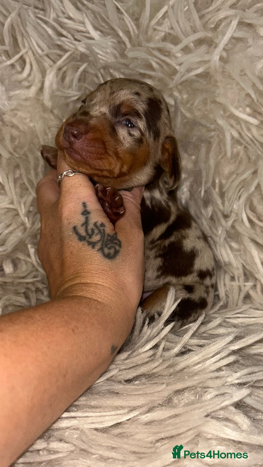 Miniature Dachshund dogs for sale: Kc true miniature dachshund  - Image 4