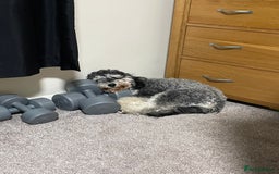 Cockapoo dogs for sale: Meet Mylo - Advert 5