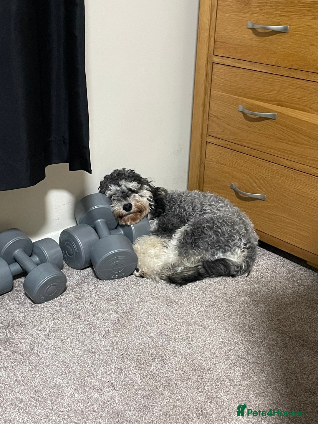 Cockapoo dogs for sale: Meet Mylo - Advert 5