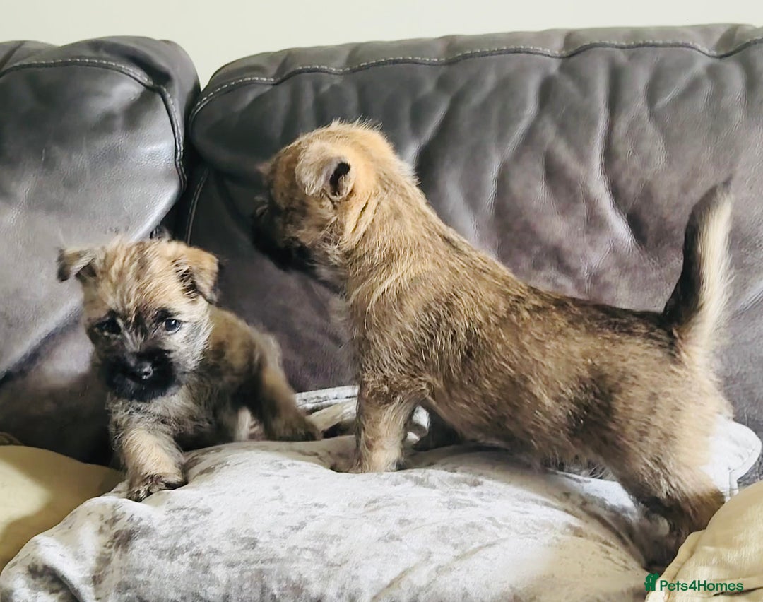 Cairn Terrier dogs for sale: Quality Cairn male pup available 8th August - Image 6