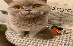 British Shorthair cats for sale: LAST 2 FEMALE kittens British shorthair kittens  in Maidstone - Image 21
