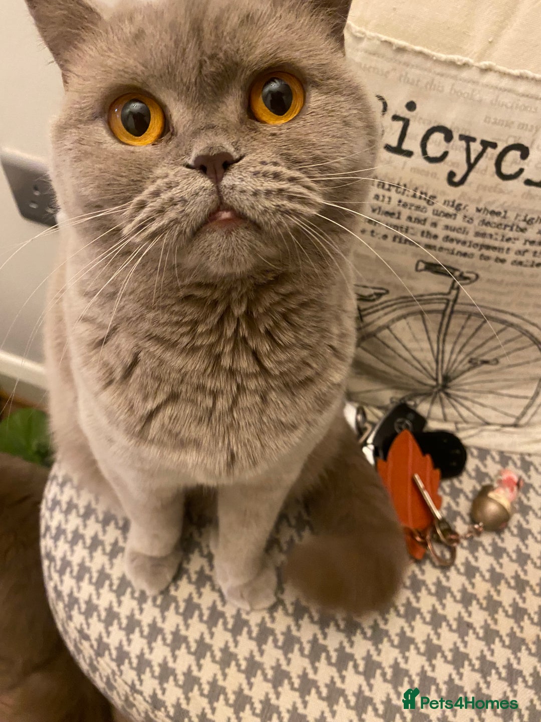 British Shorthair cats for sale: LAST 2 FEMALE kittens British shorthair kittens  in Maidstone - Image 21