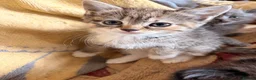 Scottish Fold cats for sale: GORGEOUS SCOTTISH FOLD X EXOTIC PERSIAN KITTENS - Advert 11
