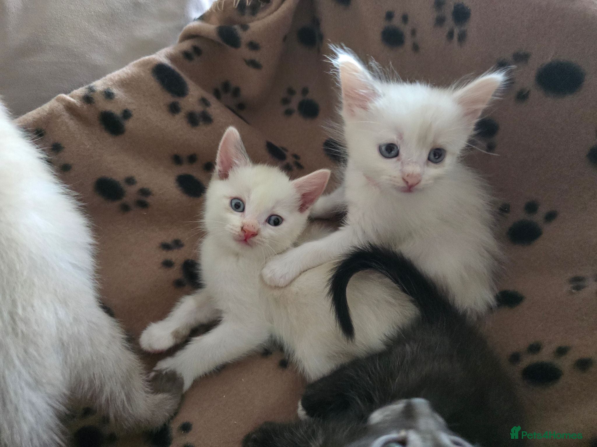 Mixed Breed cats Ragdoll X kittens  - Advert 1