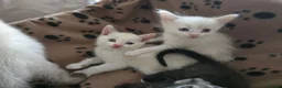 Mixed Breed cats for sale: Ragdoll X kittens  in Ringwood - Advert 2