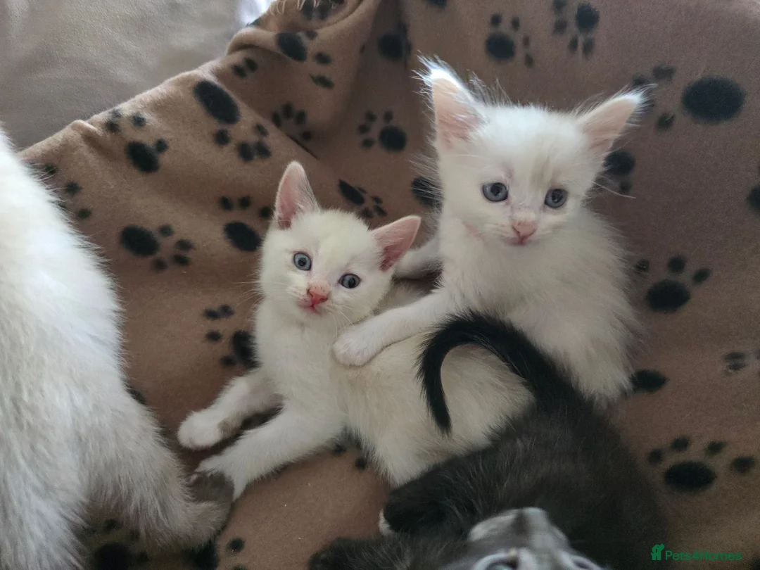 Mixed Breed cats for sale: Ragdoll X kittens  in Ringwood - Advert 2