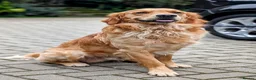 Golden Retriever dogs for stud: Golden Retriever Stud  - Advert 2