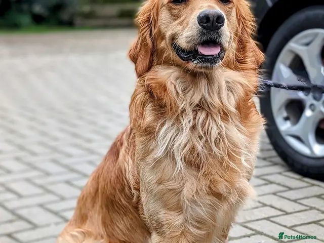 Golden Retriever dogs for stud: Golden Retriever Stud - Advert 2
