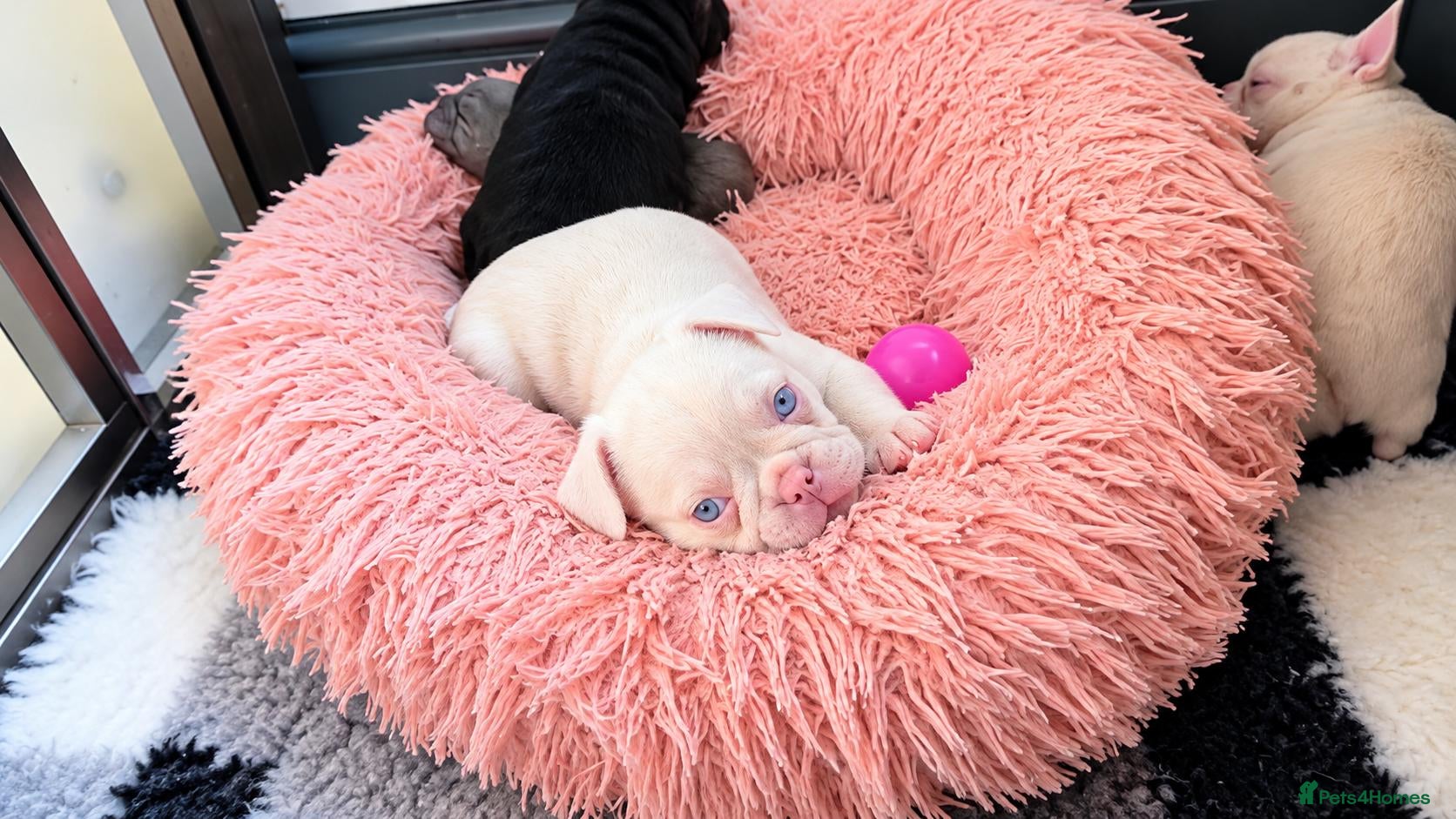 French Bulldog dogs Beautiful French Bulldog Puppies 🐶  - Advert 2