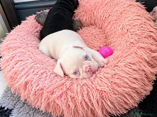 French Bulldog dogs Beautiful French Bulldog Puppies 🐶 - Advert 2