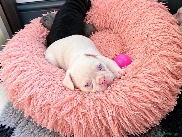 French Bulldog dogs for sale: Last Boy 😍 - Advert 9