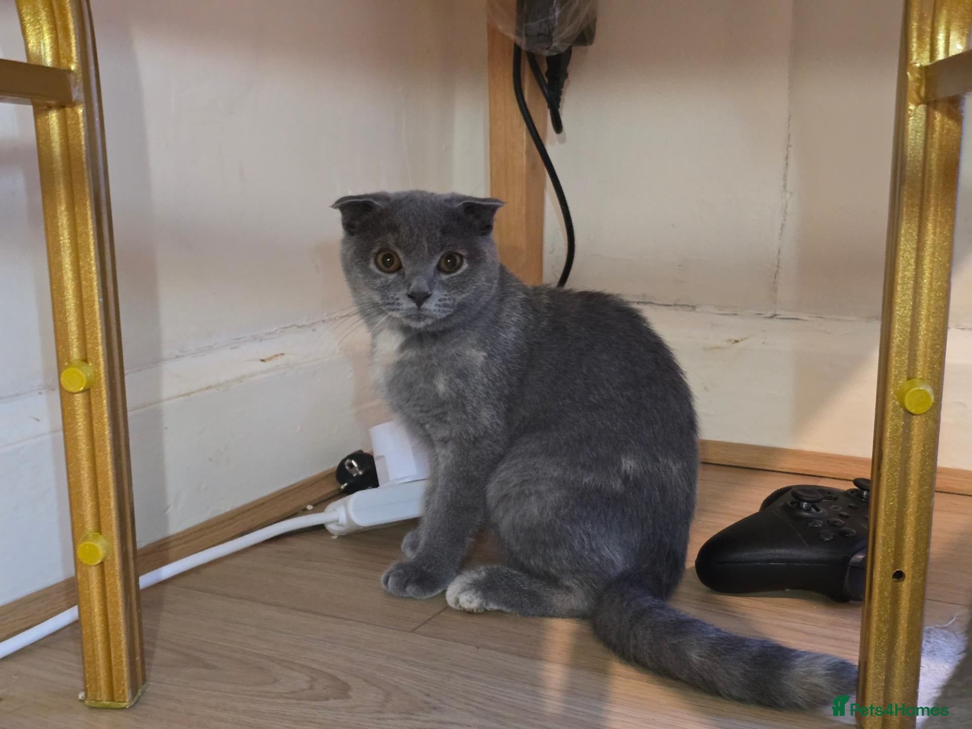 Scottish Fold cats TICA Vaccinated&Ready  toLeave SCOTTISH FOLD  - Advert 1