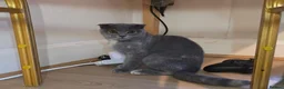 Scottish Fold cats for sale: 😼Last boy 😻SCOTTISH FOLD 😽 - Advert 12