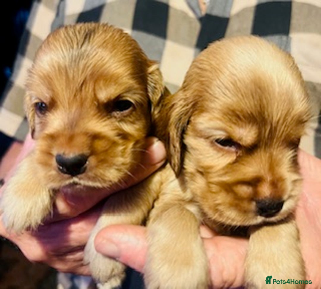 Cocker Spaniel dogs for sale: lyncham cocker spaniels - Image 11
