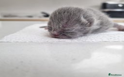 British Shorthair cats for sale: Beautiful British Short hair Blue kittens for sale - Image 7