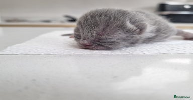 British Shorthair cats - Advert 12