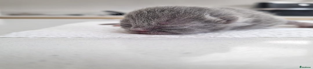 British Shorthair Kitten Female