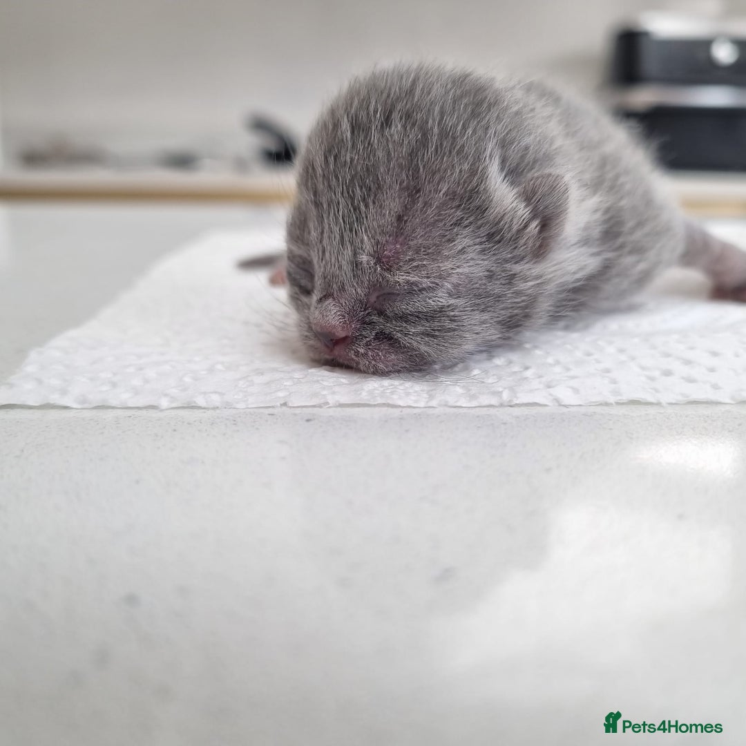 British Shorthair cats for sale: Beautiful British Short hair Blue kittens for sale - Image 7