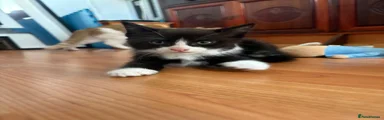 Tuxedo boy
