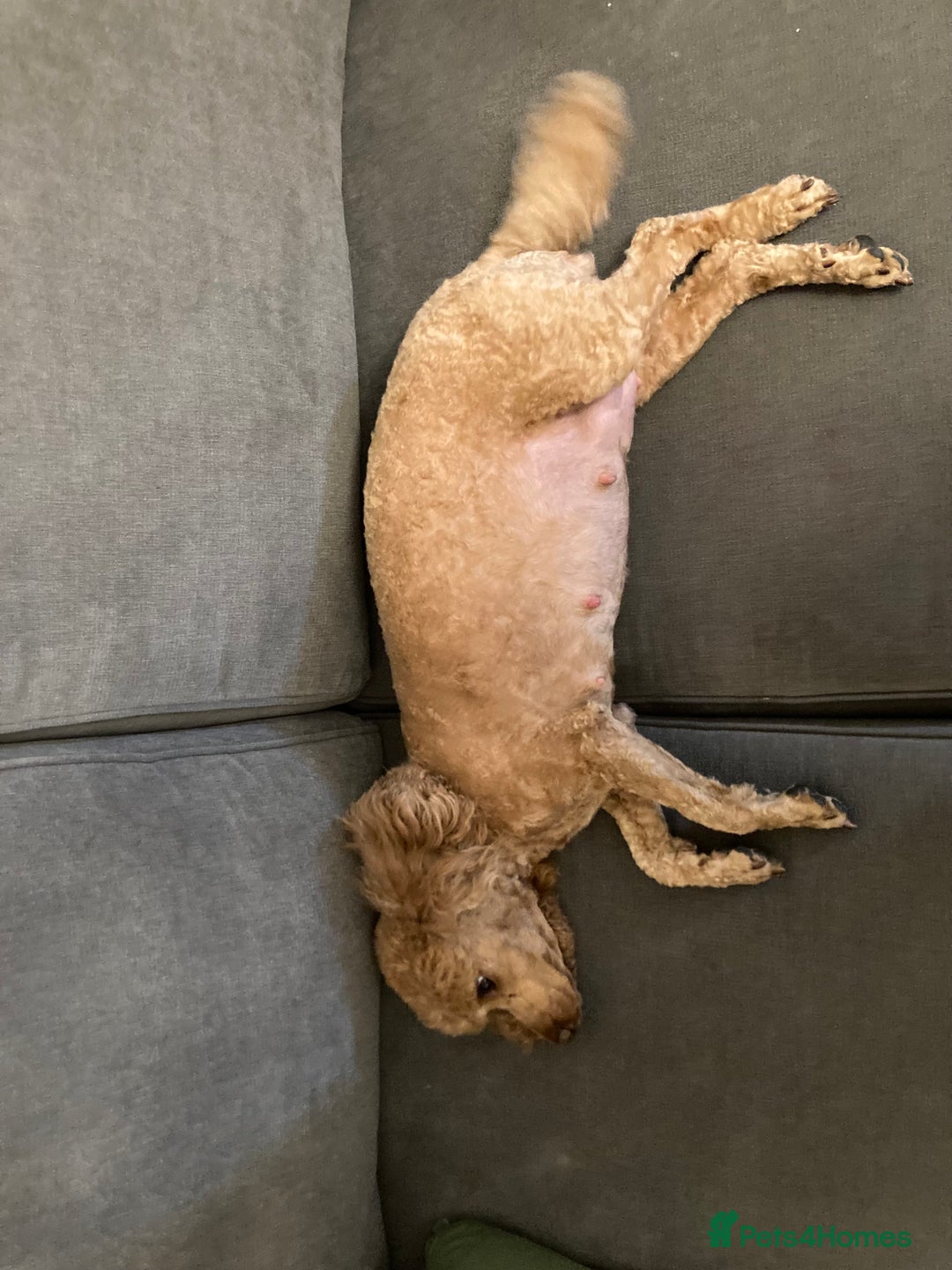 Cockapoo dogs for sale: Cockapoo F1b - Advert 6