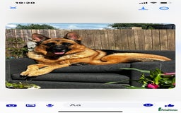 German Shepherd dogs for sale: Adorable big German Shepherd pups - Image 12