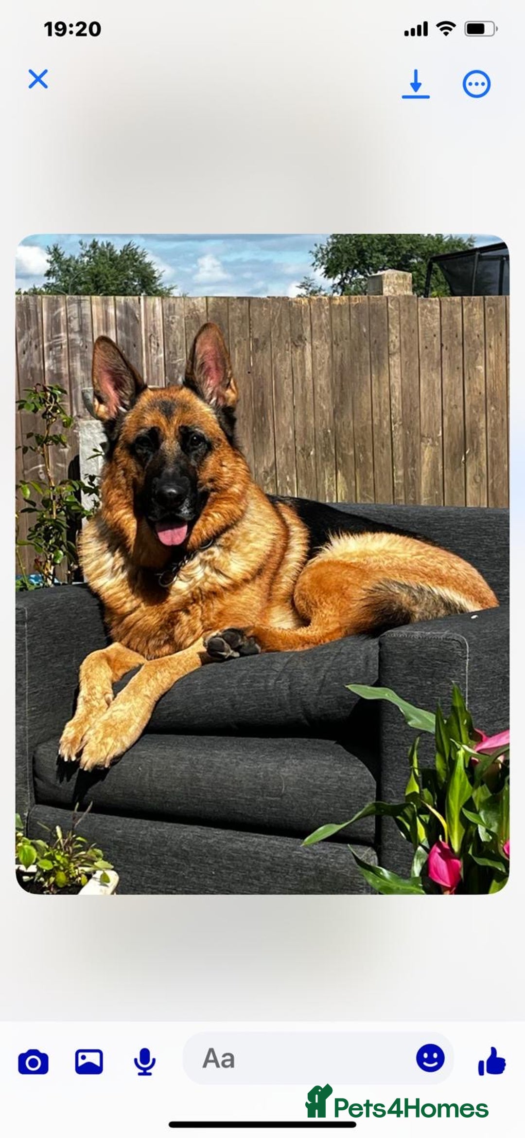 German Shepherd dogs for sale: Adorable big German Shepherd pups - Image 12