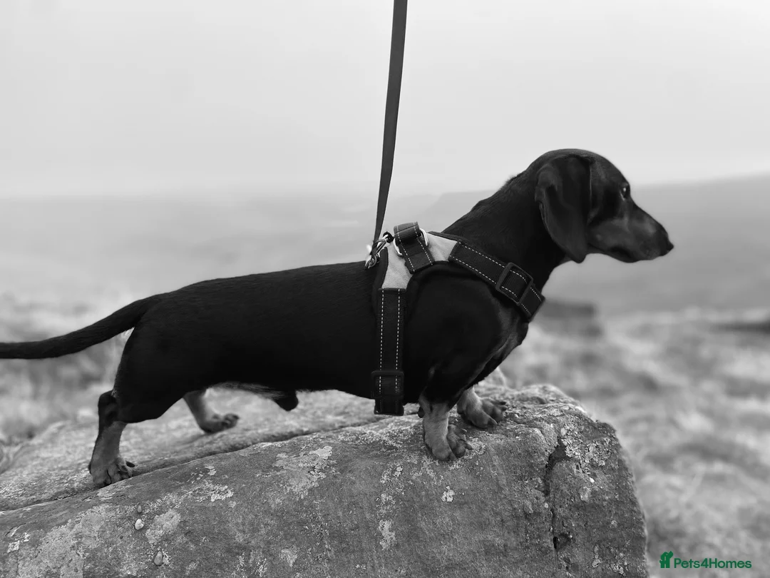 Miniature Dachshund dogs for stud: KC registered Miniature Dachshund Black and Tan - Advert 3