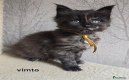 Maine Coon cats for sale: Maine Coon Kittens Tortie/Torbie Russian lines - Image 1