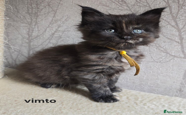 Maine Coon cats - Advert 13