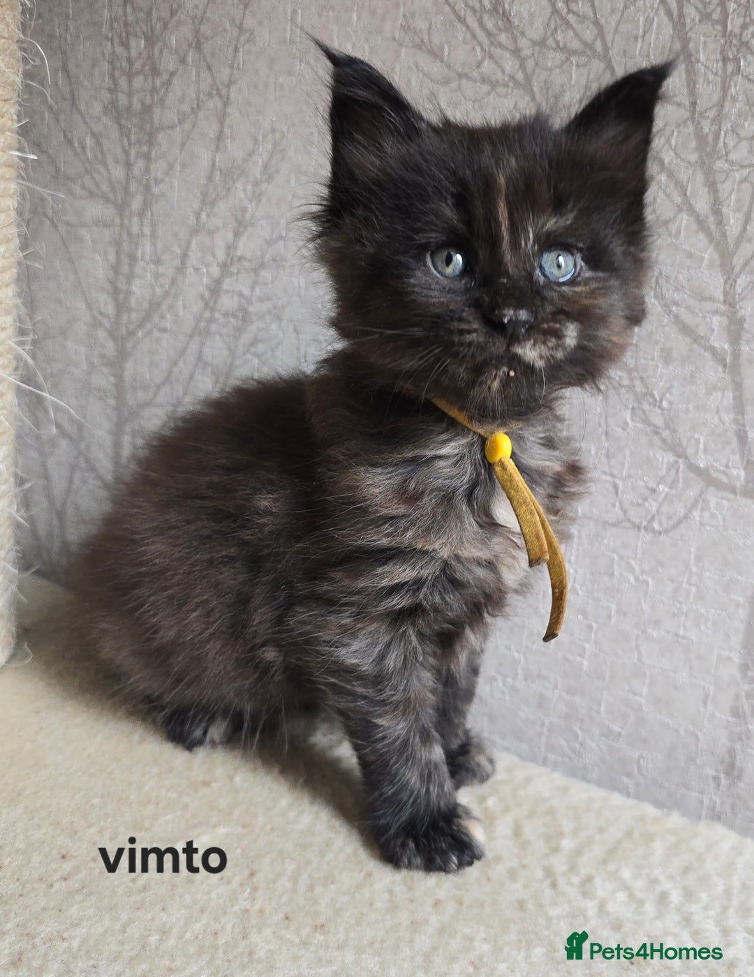 Maine Coon cats for sale: Maine Coon Kittens Tortie/Torbie Russian lines - Image 1