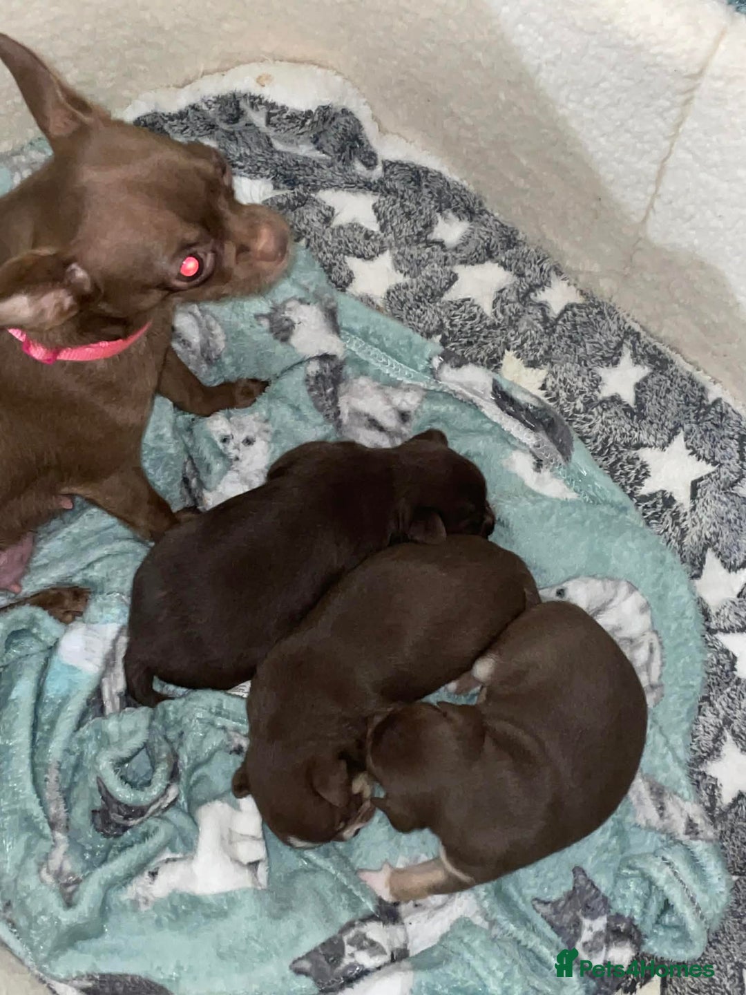 Chihuahua dogs for sale: Puppies  - Advert 7