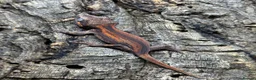 Gecko reptiles for sale: Juvenile Gargoyle Geckos - Advert 6