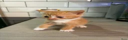 Mixed Breed cats for sale: Beautiful Domestic Shorthair Kittens in Catterick Garrison - Advert 6