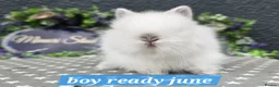 Lionhead rabbits for sale: Gorgeous purebred lionheads ready now  - Advert 6