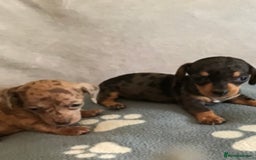 Dachshund dogs for sale: Dachshund puppies  - Image 6