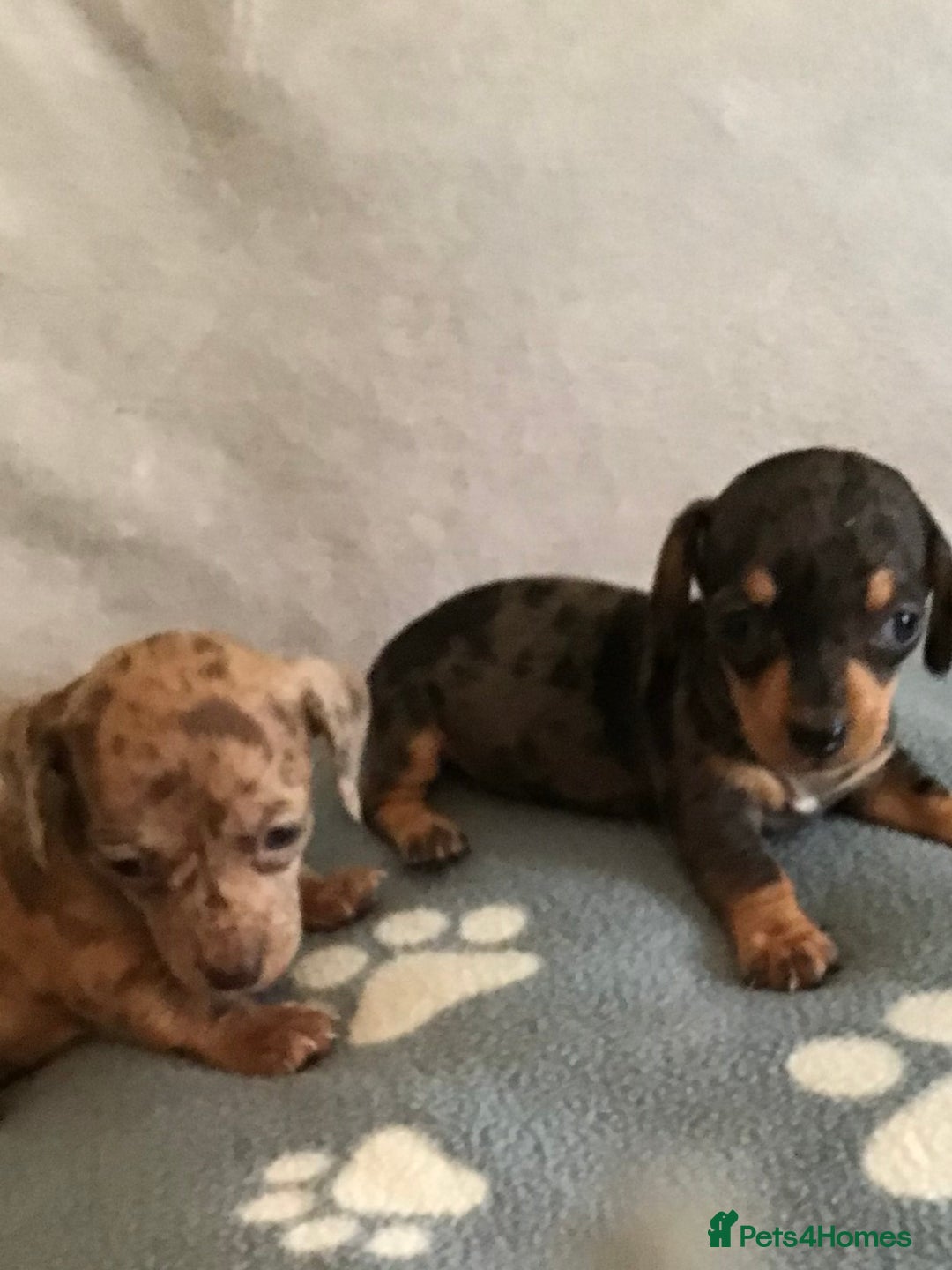 Dachshund dogs for sale: Dachshund puppies  - Image 6