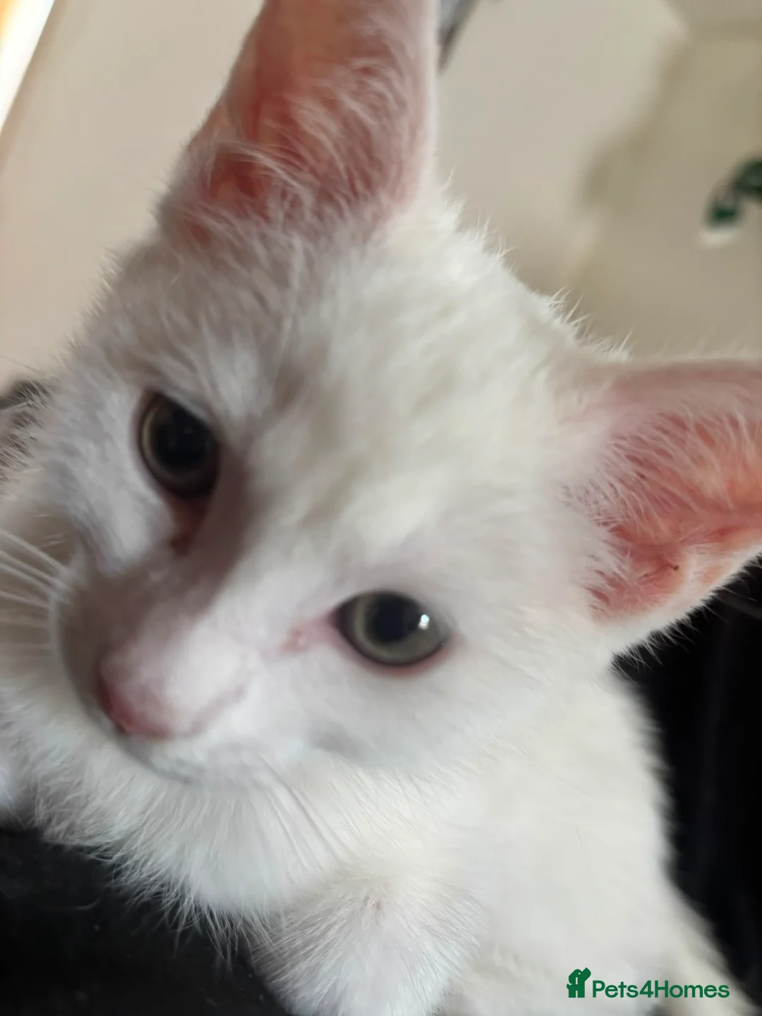 Burmilla cats for sale: History month - Advert 2