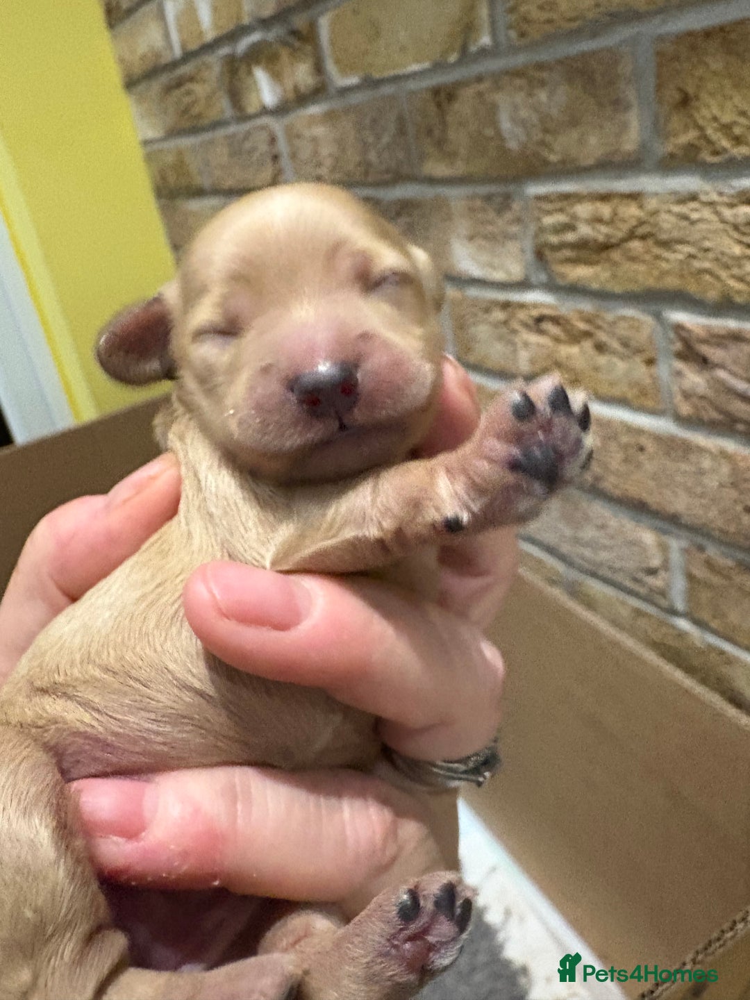 Cockapoo dogs for sale: Cockerpoo puppies for sale  - Advert 19