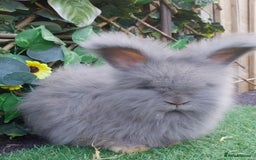 Angora rabbits for sale: 2 Beautiful Angoras Ready Now  - Image 5