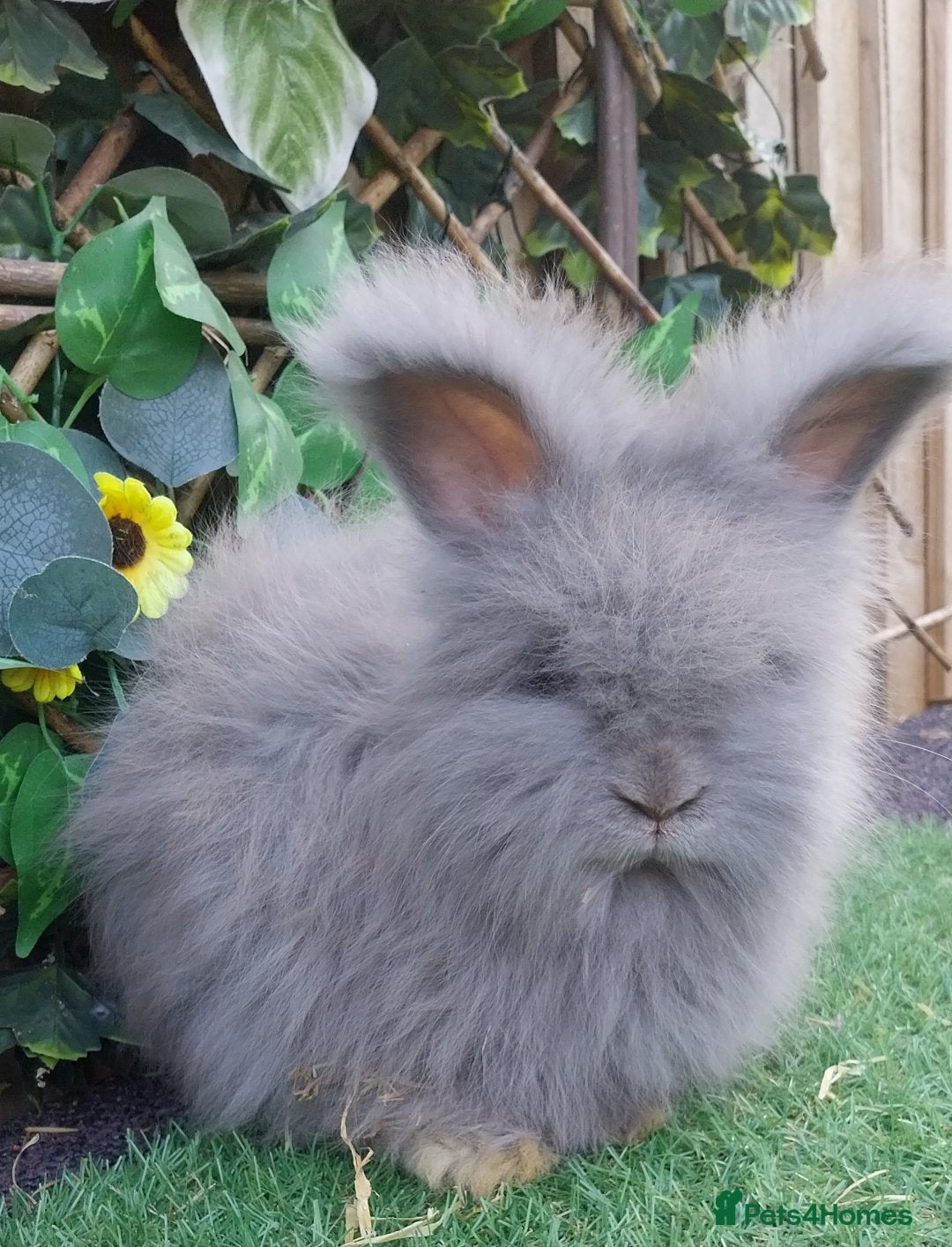 Angora rabbits for sale: 2 Beautiful Angoras Ready Now  - Image 5