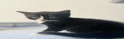 Mixed Breed cats for sale: 2 little kittens for sale in Southsea - Advert 5