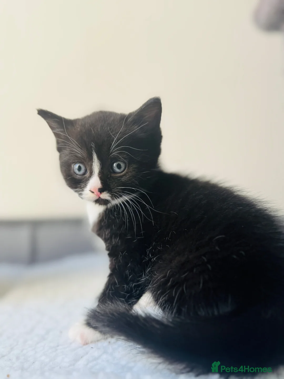 Mixed Breed cats for sale: 2 little kittens for sale in Southsea - Advert 5