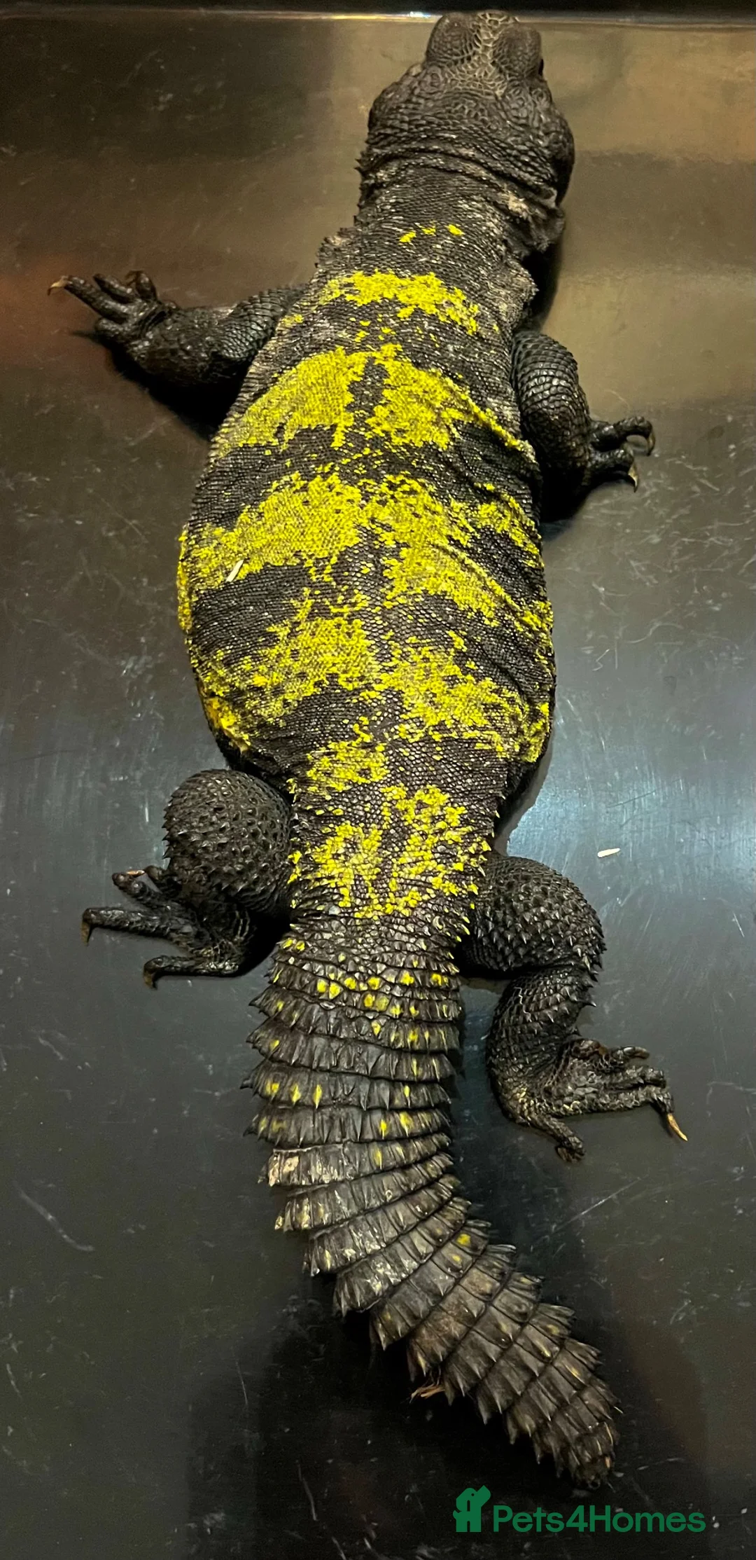Lizard reptiles for sale: Uromastyx dispar flavifasciata - Advert 4