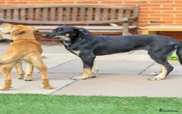 Mixed Breed dogs for adoption: Sweet Stella - reserved - Advert 14