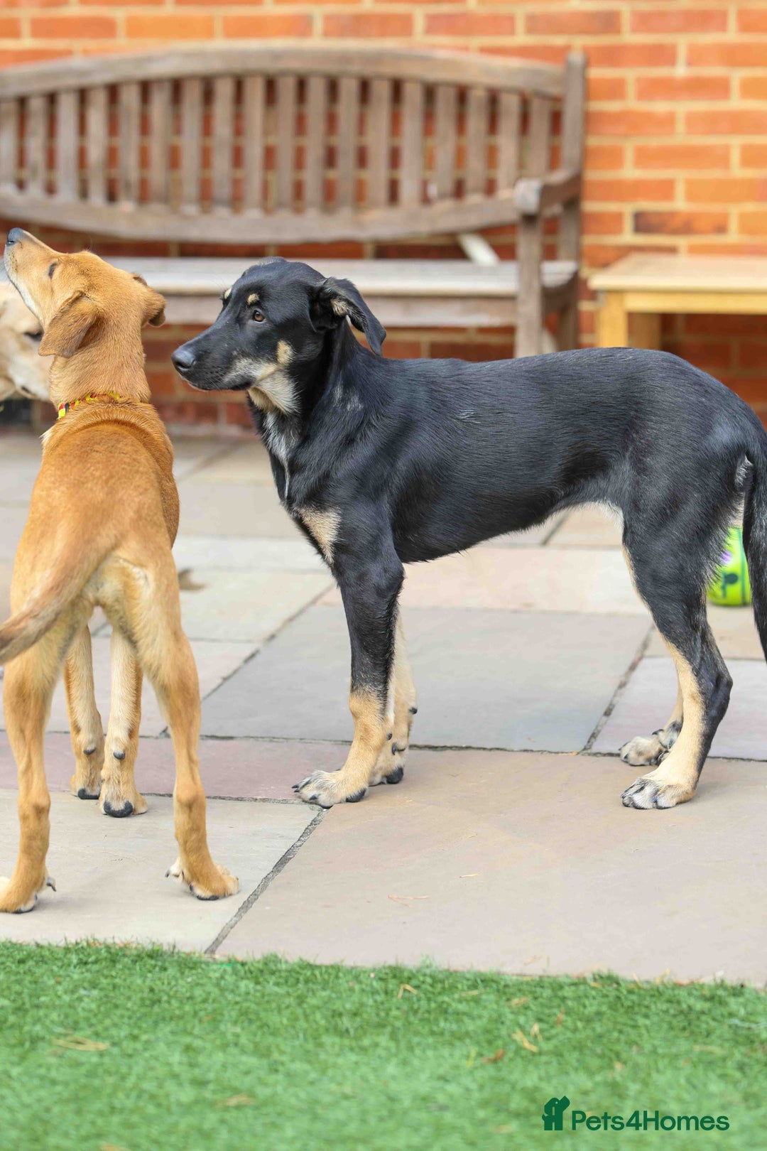 Mixed Breed dogs for adoption: Sweet Stella - reserved - Advert 14