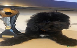 Cockapoo dogs for sale: Cockapoo F2 beautiful puppies ready to go  - Image 24