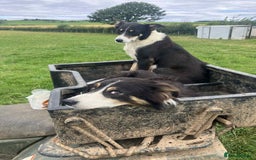 Border Collie dogs for sale: Collie pups  - Image 4