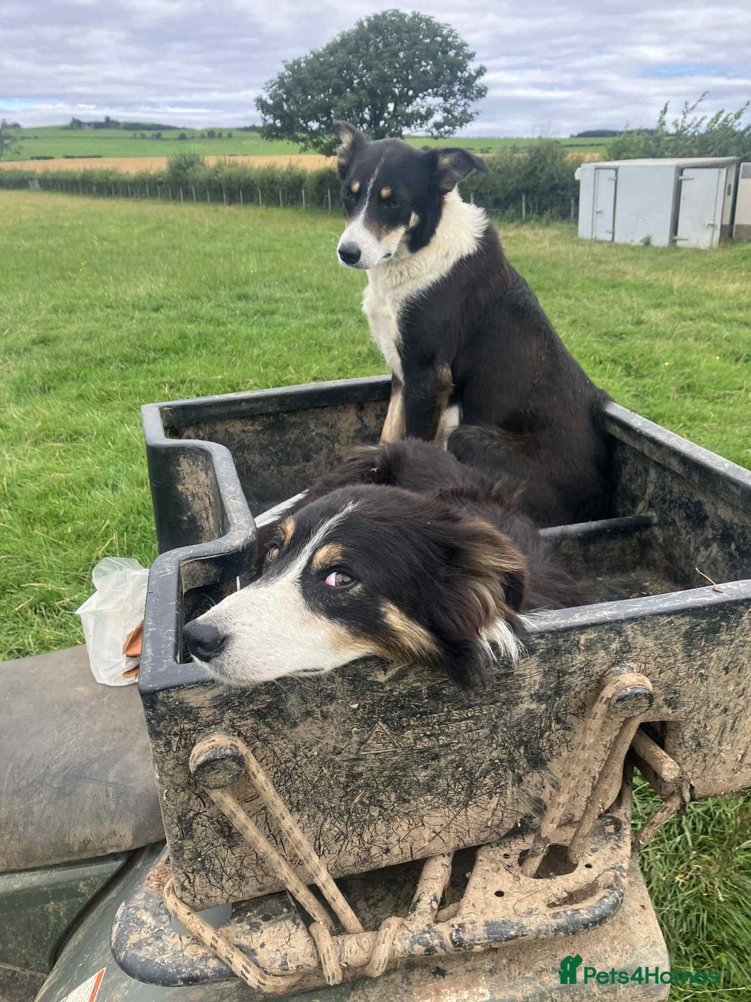 Border Collie dogs for sale: Collie pups  - Image 4